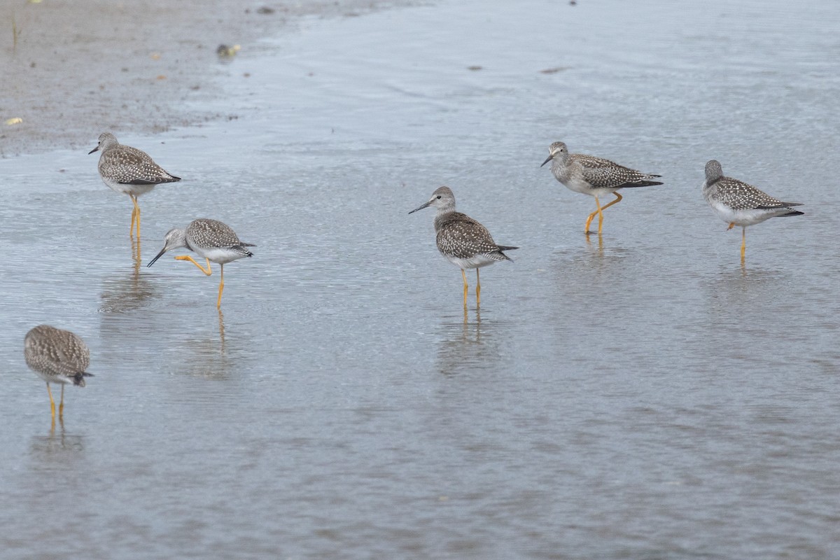 Lesser Yellowlegs - ML605286611