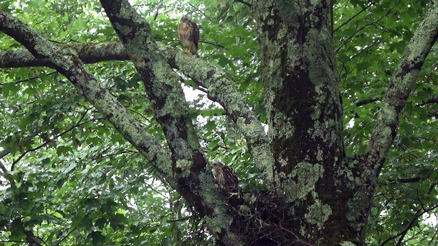 Broad-winged Hawk - ML605287861