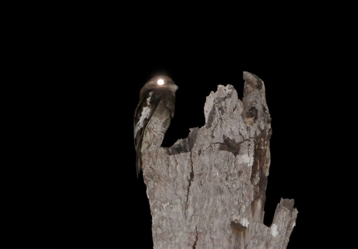 potu bělokřídlý - ML605287891