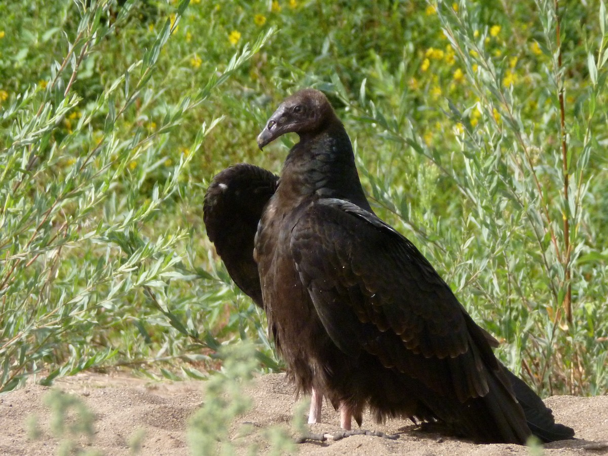 Turkey Vulture - ML605288251
