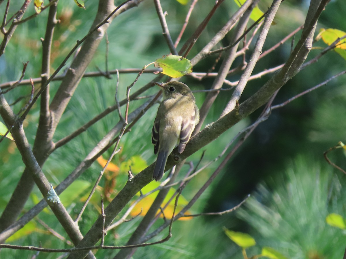 Least Flycatcher - ML605289881