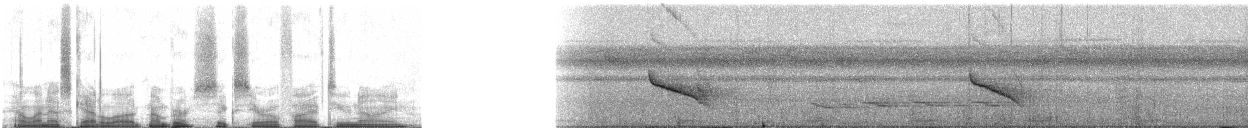 Мурав’янка-куцохвіст цяткована - ML60529