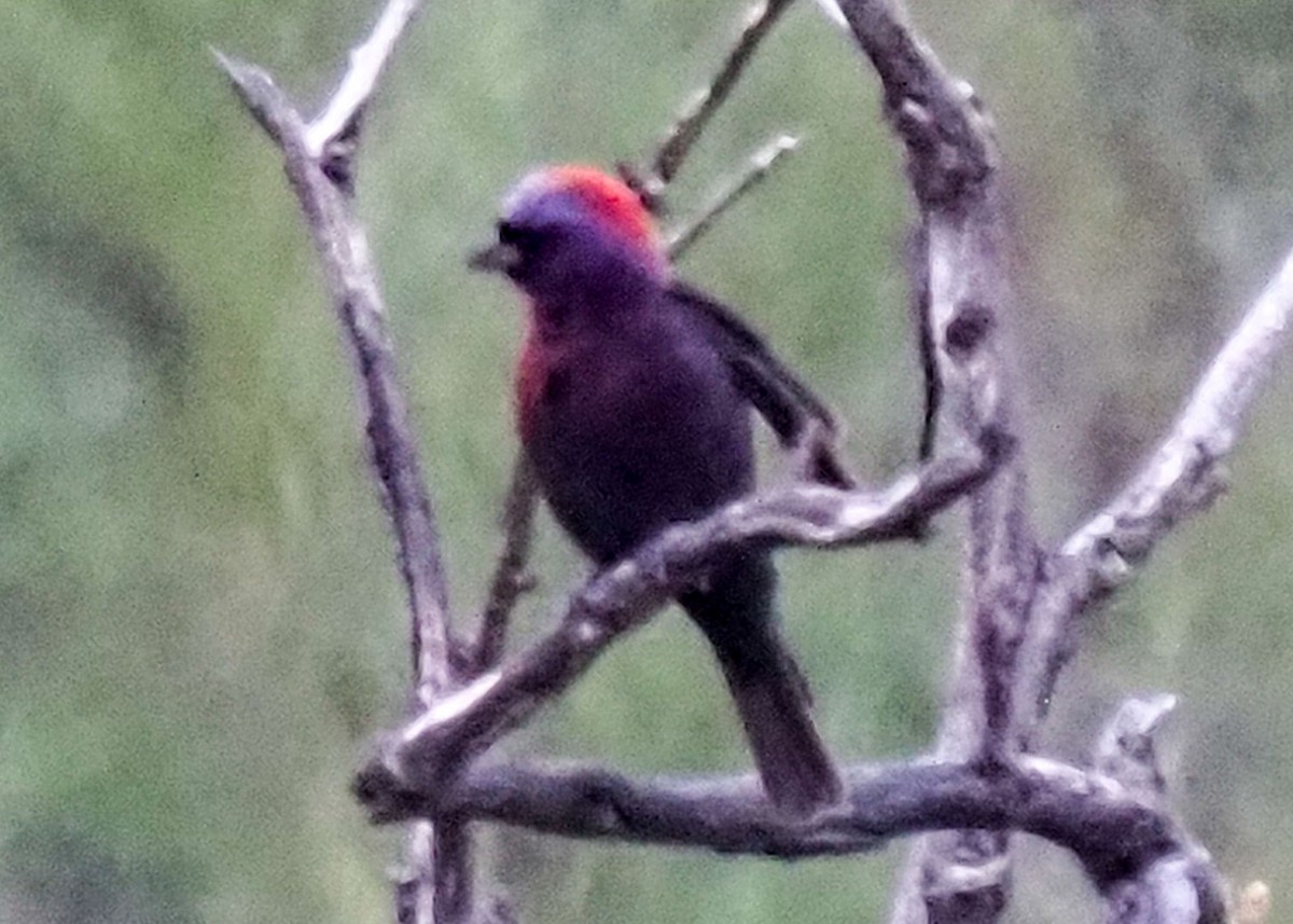 Varied Bunting - ML605291991