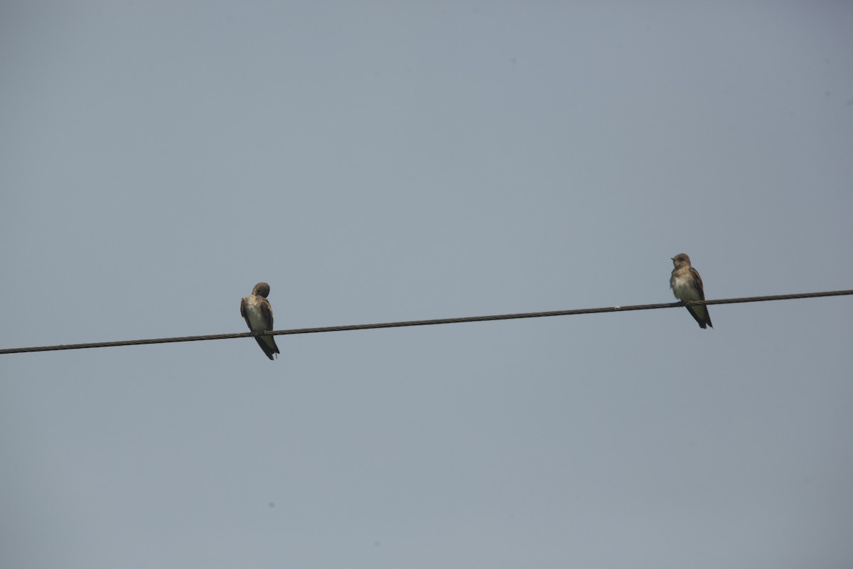 Northern Rough-winged Swallow - ML605292531
