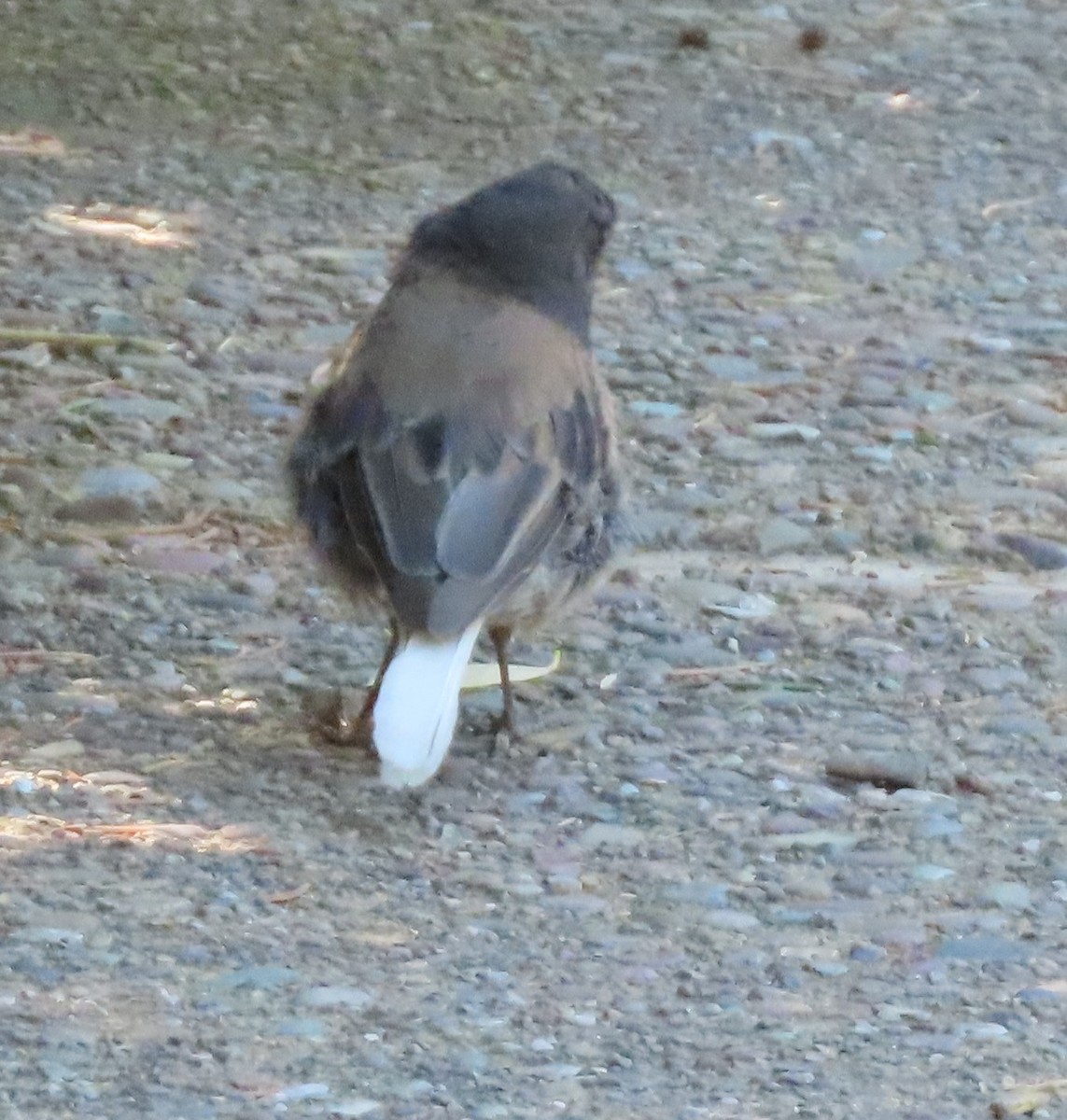 Dark-eyed Junco - ML605293311