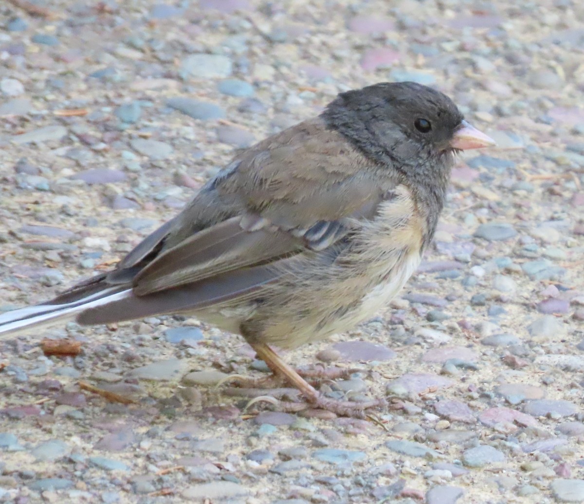 יונקו כהה-עין - ML605293321