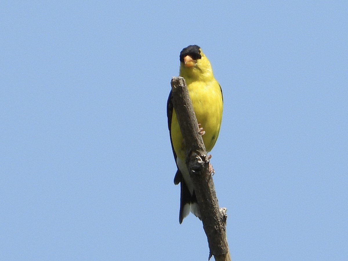 American Goldfinch - ML605295981