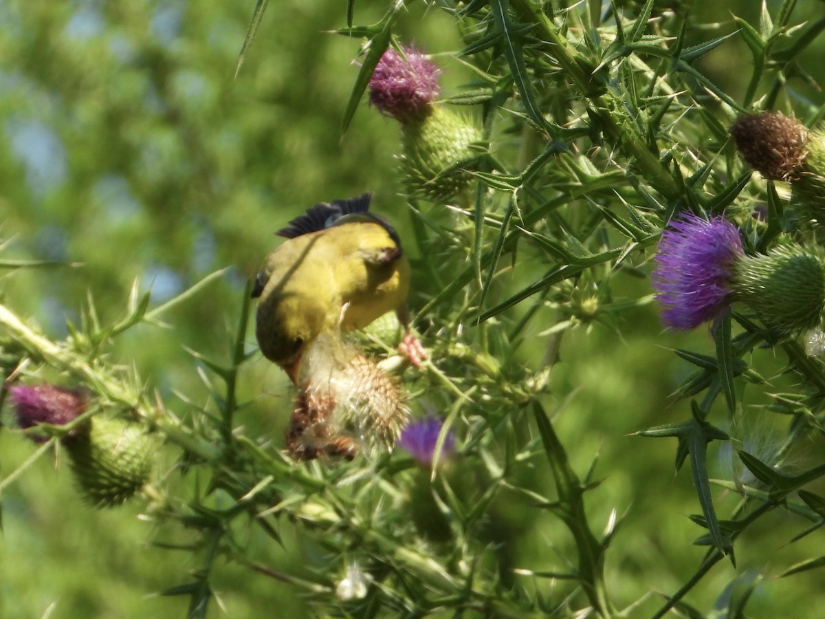 American Goldfinch - ML605296011