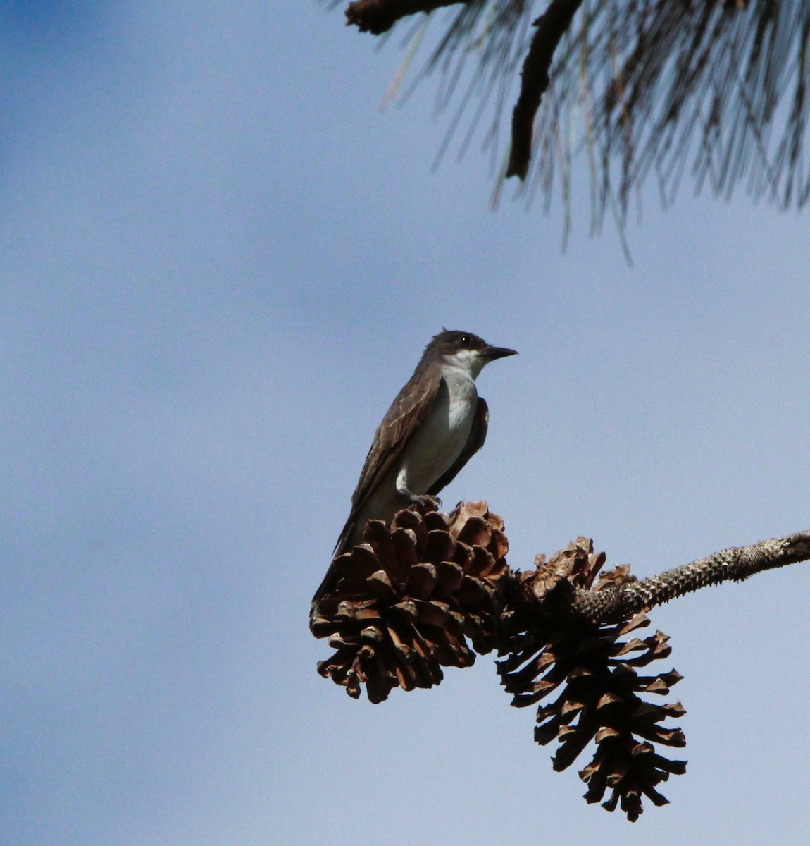 Eastern Kingbird - Glenn Blaser