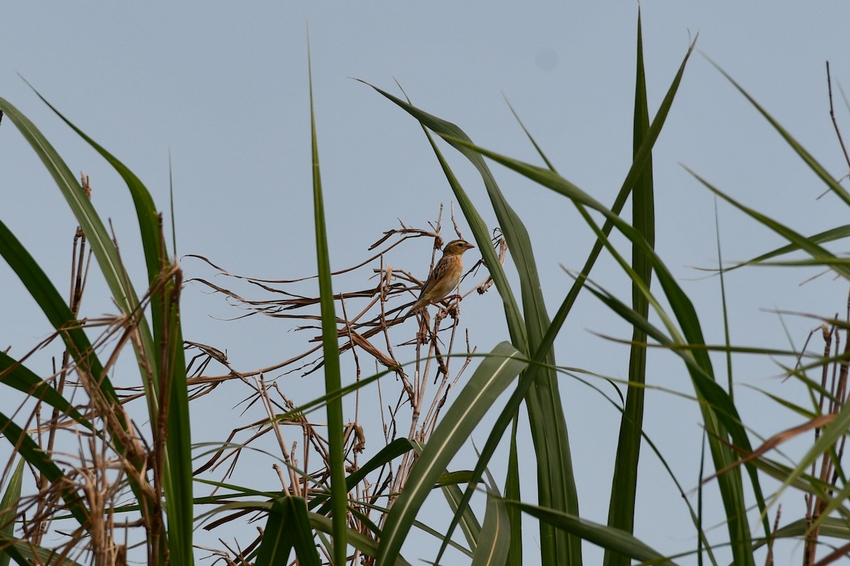 Northern Red Bishop - ML605296611