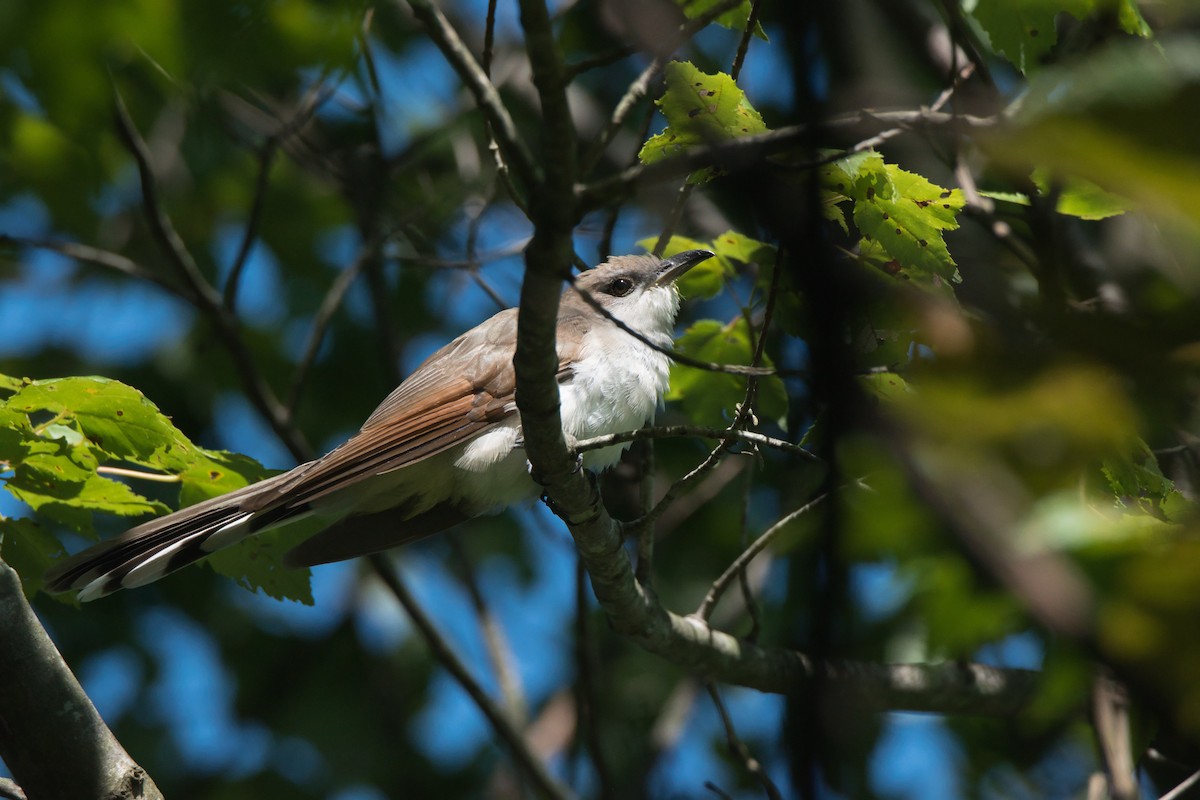 Yellow-billed Cuckoo - ML605296781