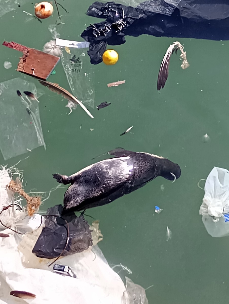 Humboldt Penguin - Gabriel Pulgar Guardiola