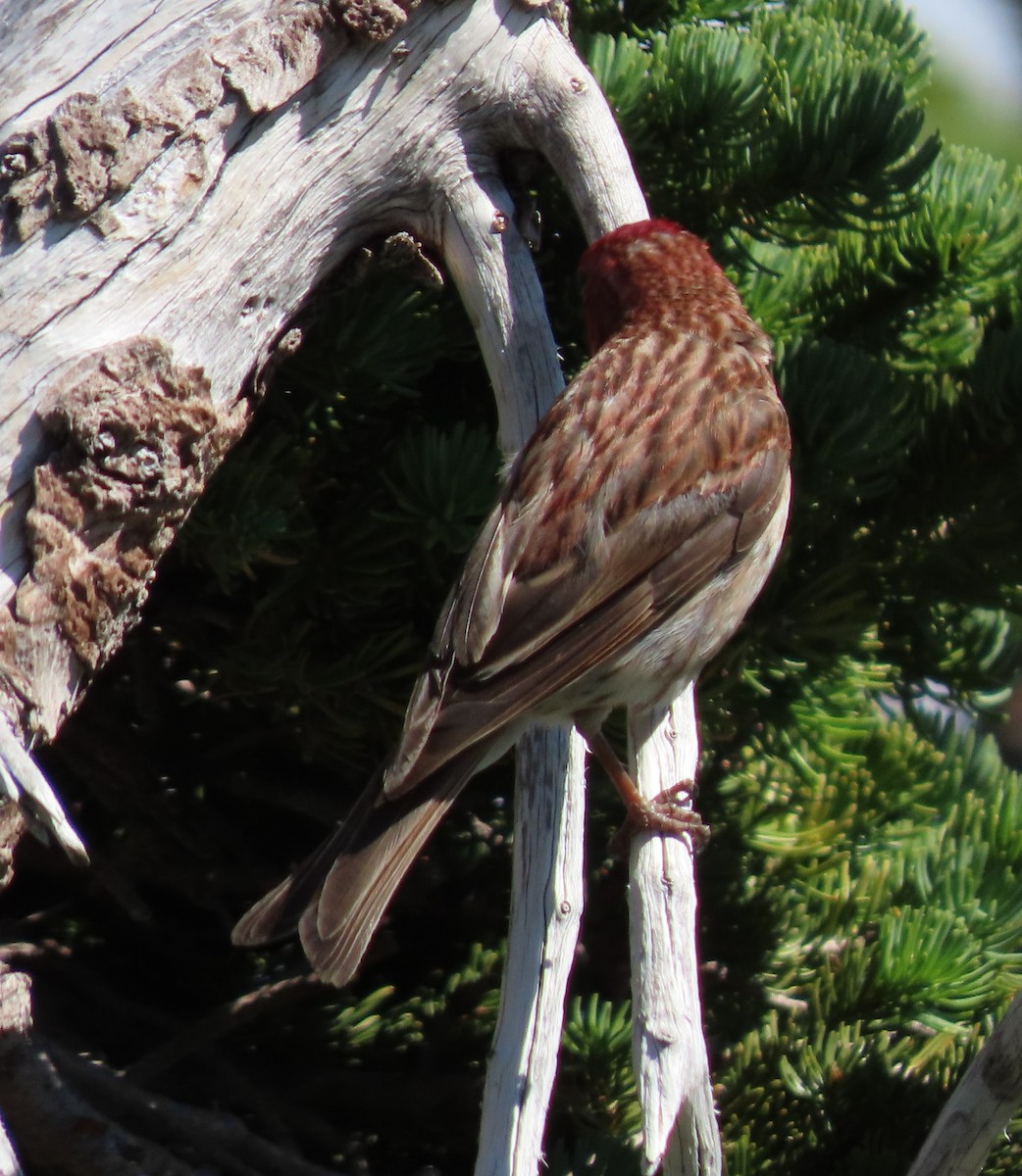 Cassin's Finch - Cathy Olson