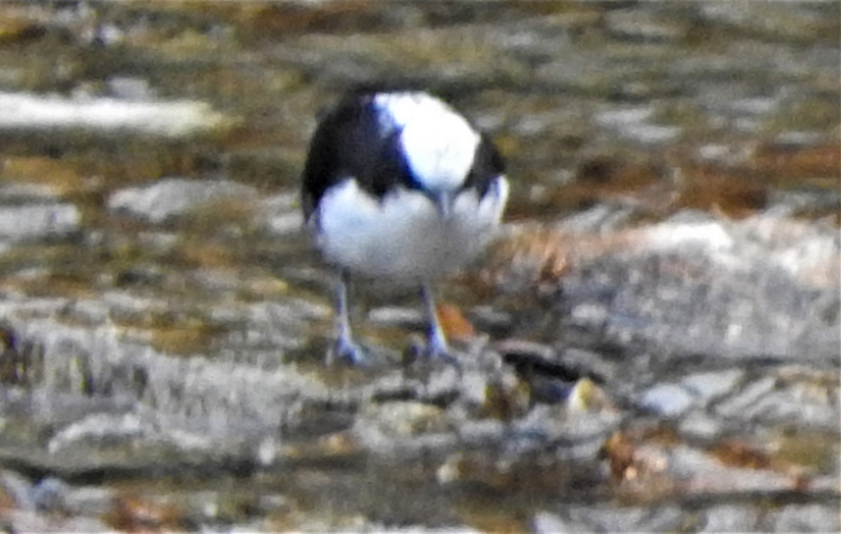 Weißkopf-Wasseramsel - ML605298791