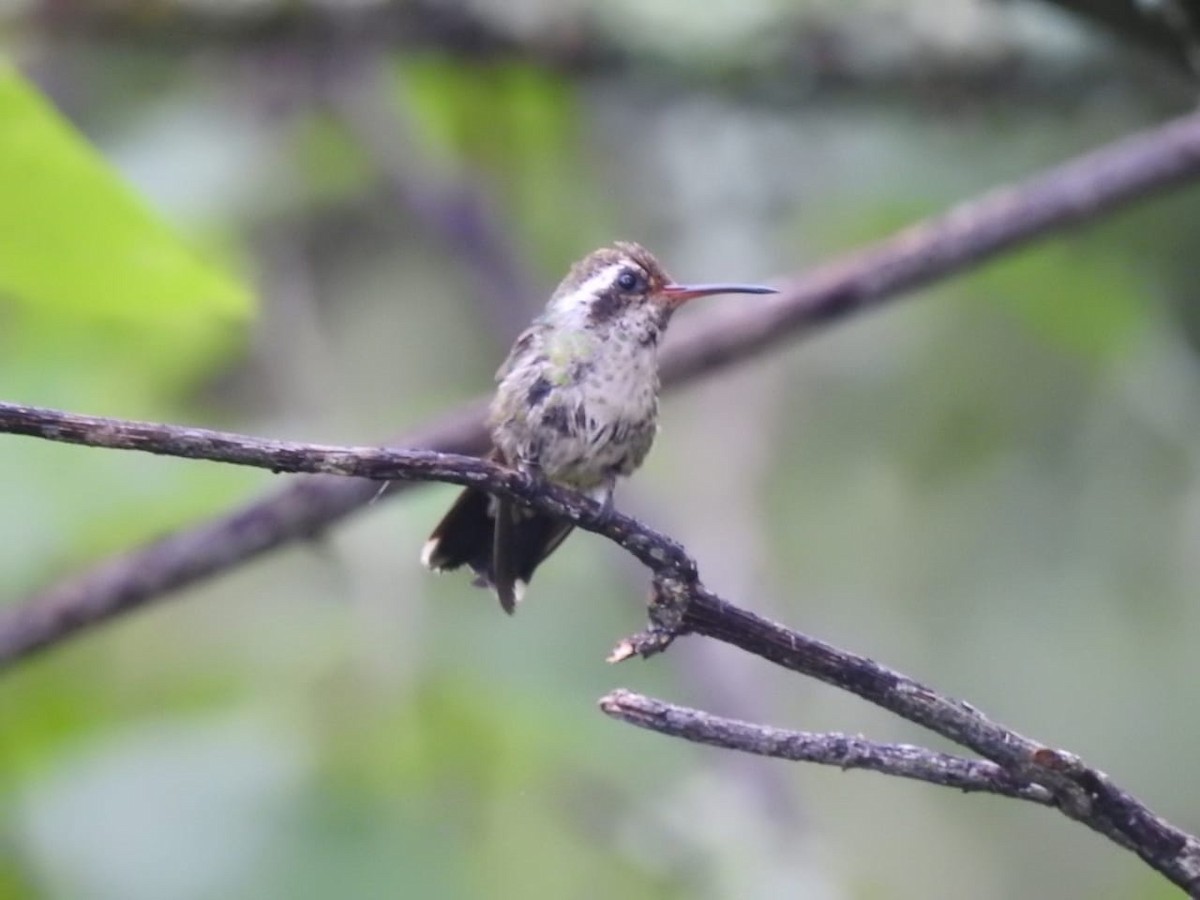 White-eared Hummingbird - ML605300381