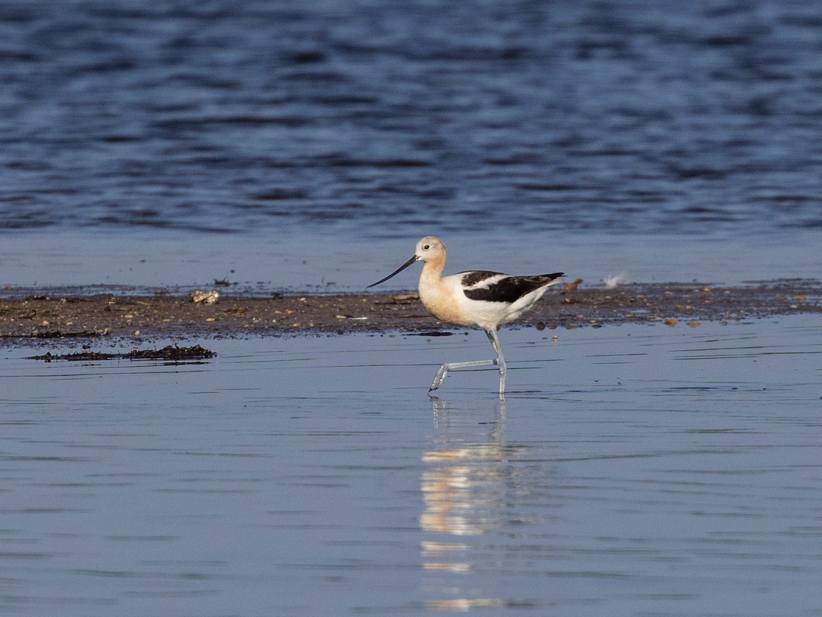 American Avocet - Angus Wilson