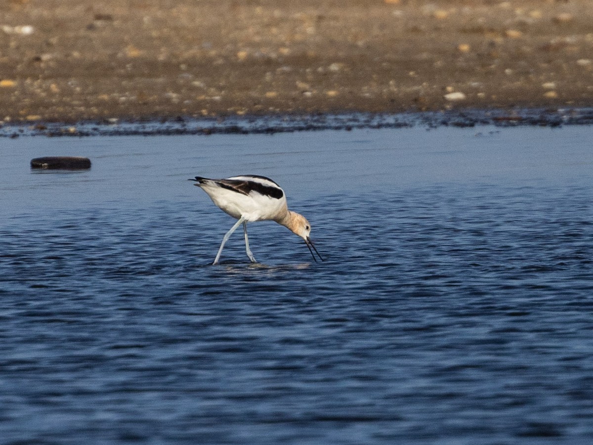 American Avocet - Angus Wilson