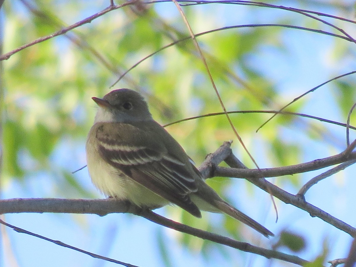 Willow Flycatcher - ML60530141