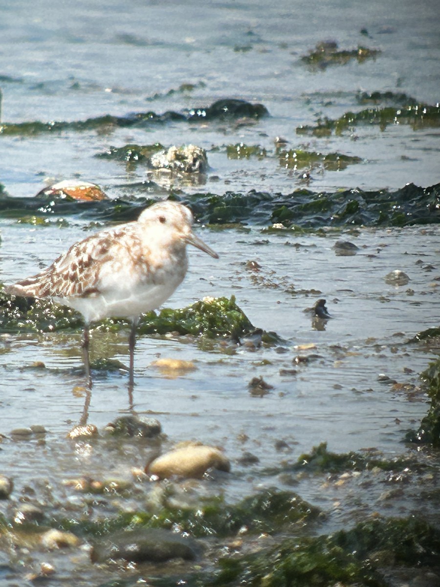 Bécasseau sanderling - ML605301491