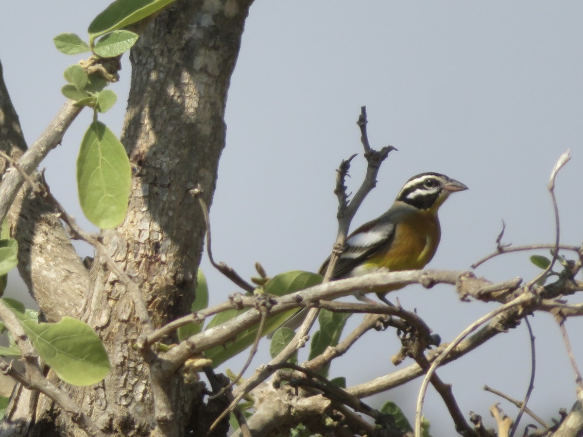 Golden-breasted Bunting - Alexis Lamek