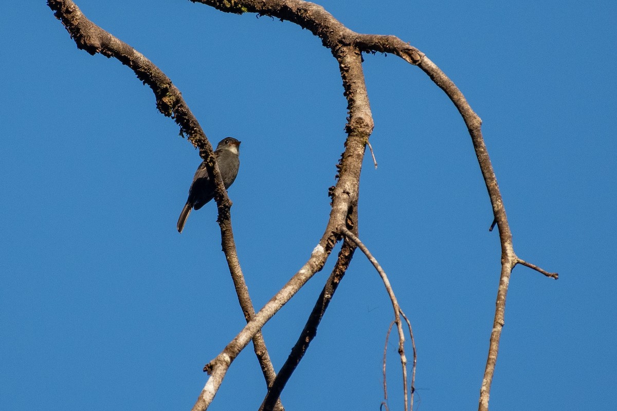 White-throated Pewee - ML605302581