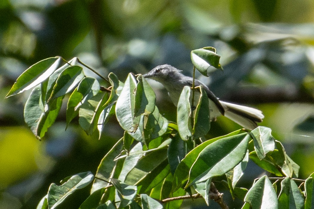 Guianan Gnatcatcher - Thomas Monjoin