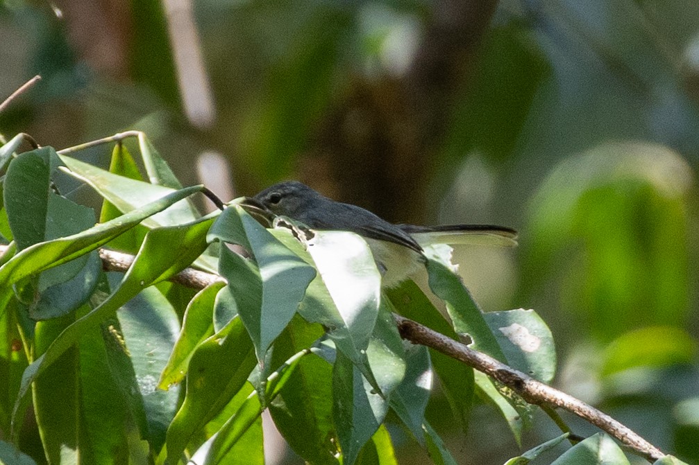 Guianan Gnatcatcher - ML605302691