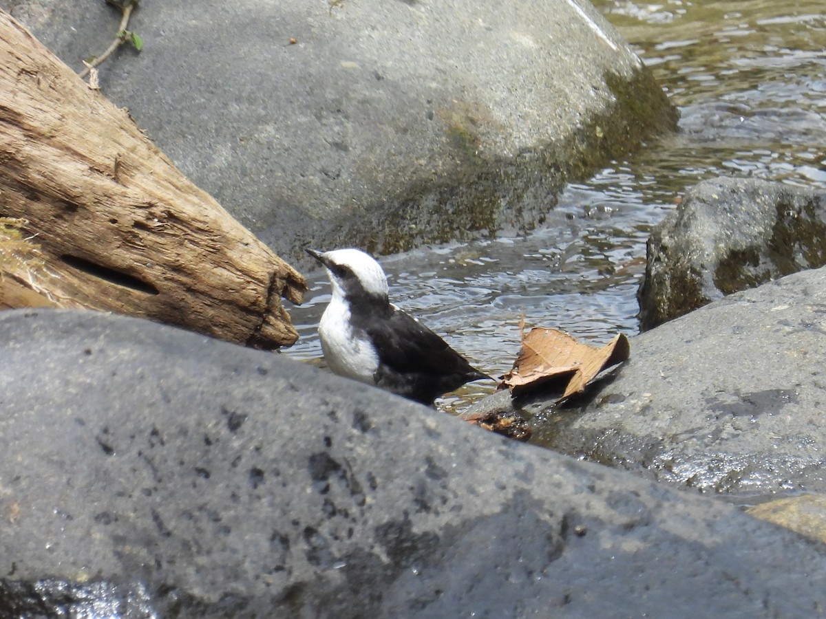 White-capped Dipper - ML605302931