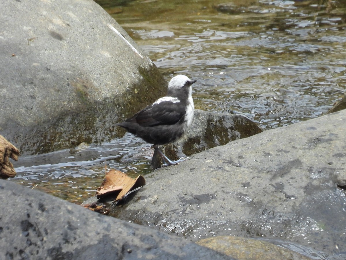 White-capped Dipper - ML605302951
