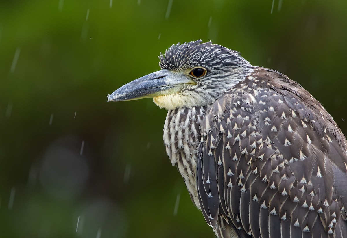 Yellow-crowned Night Heron - ML605303861