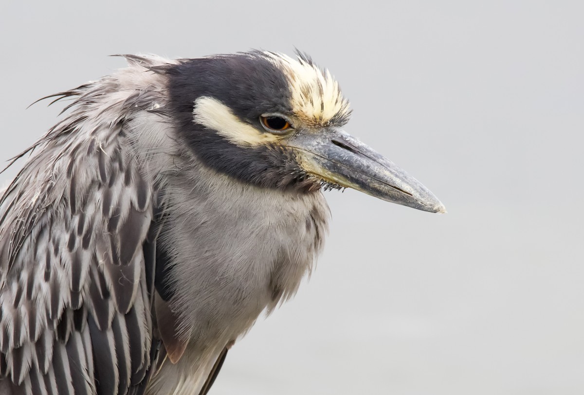 Yellow-crowned Night Heron - ML605303871