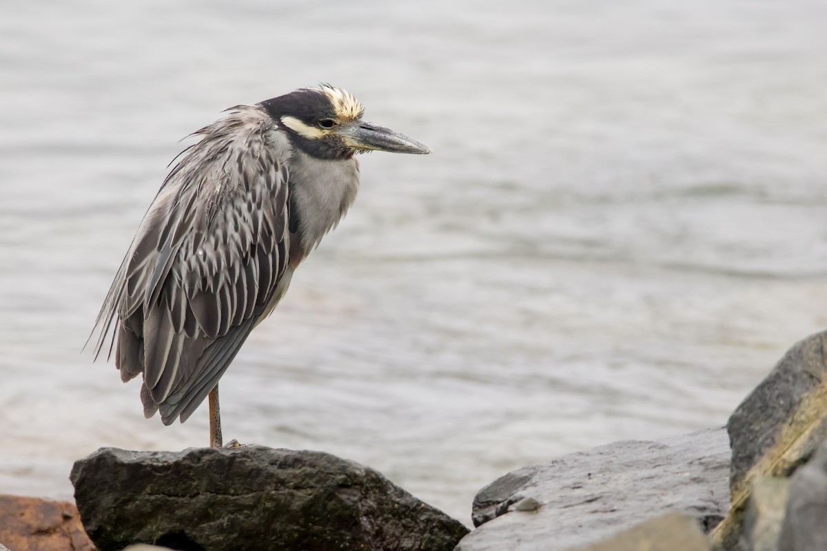 Yellow-crowned Night Heron - Braxton Landsman