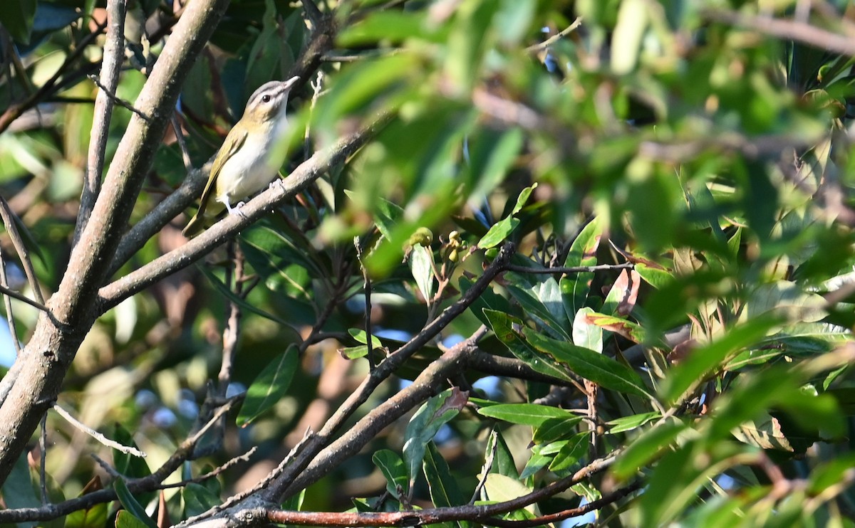 Red-eyed Vireo - ML605306011