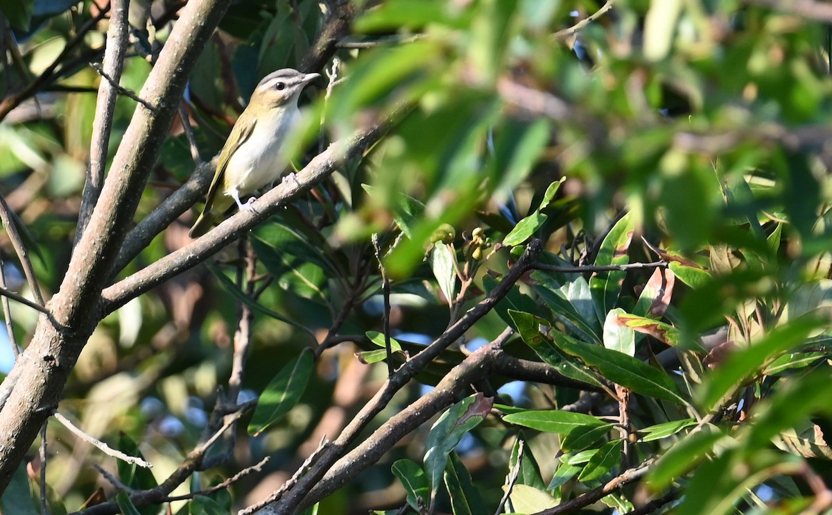 rødøyevireo - ML605306161