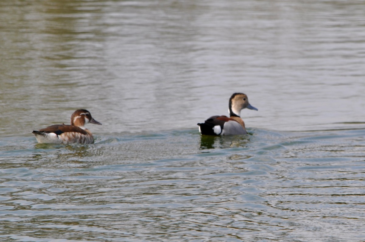 Ringed Teal - ML605306211