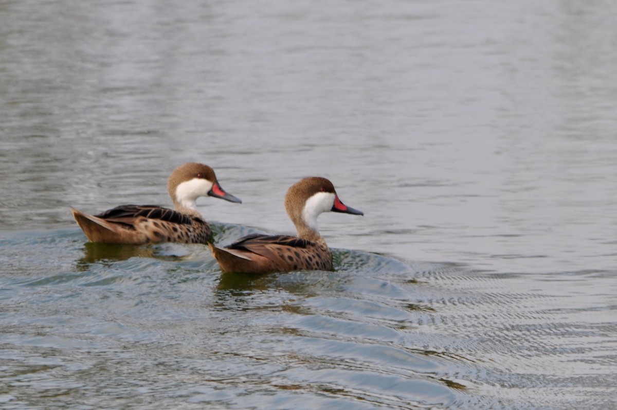 White-cheeked Pintail - ML605306371