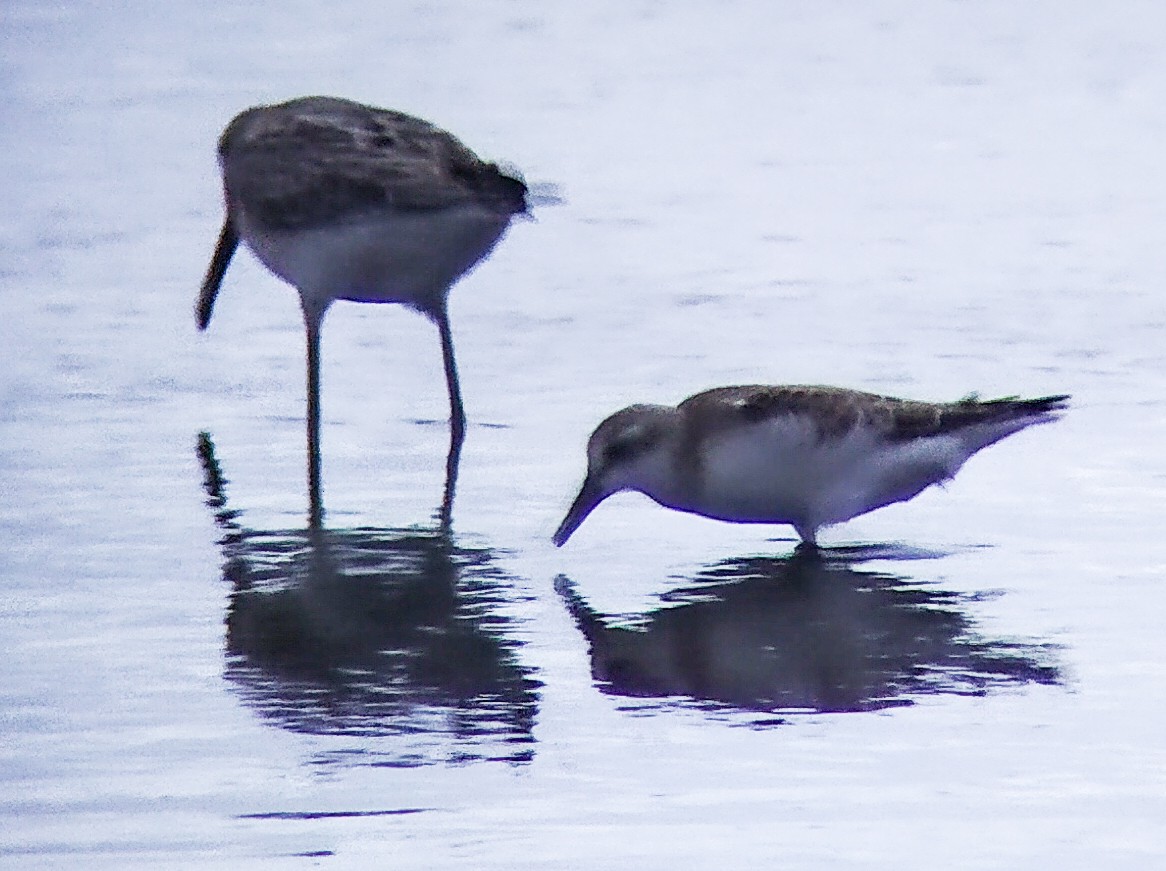 Semipalmated Sandpiper - ML605306401