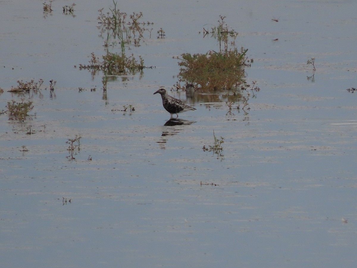 Black-bellied Plover - ML605306421