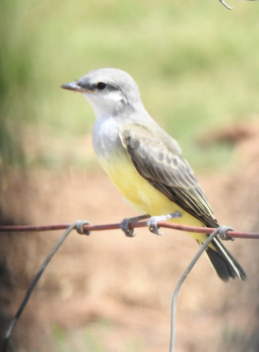 Western Kingbird - ML605306601