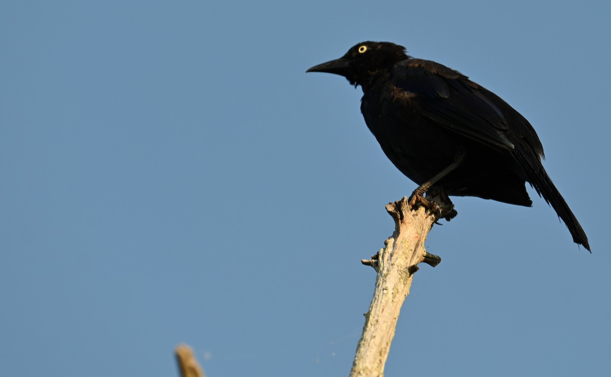 Common Grackle - ML605307231