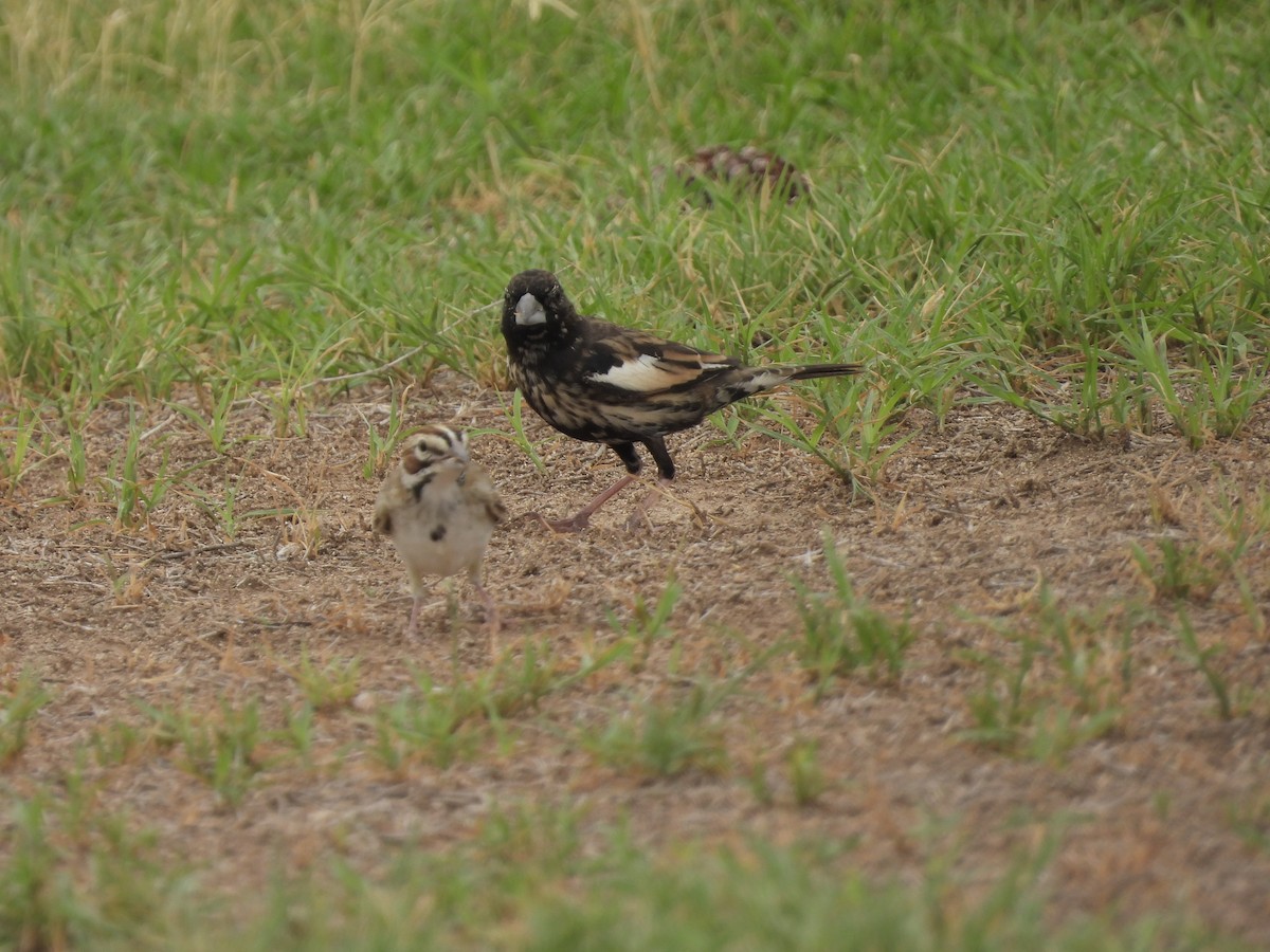Lark Bunting - ML605307431