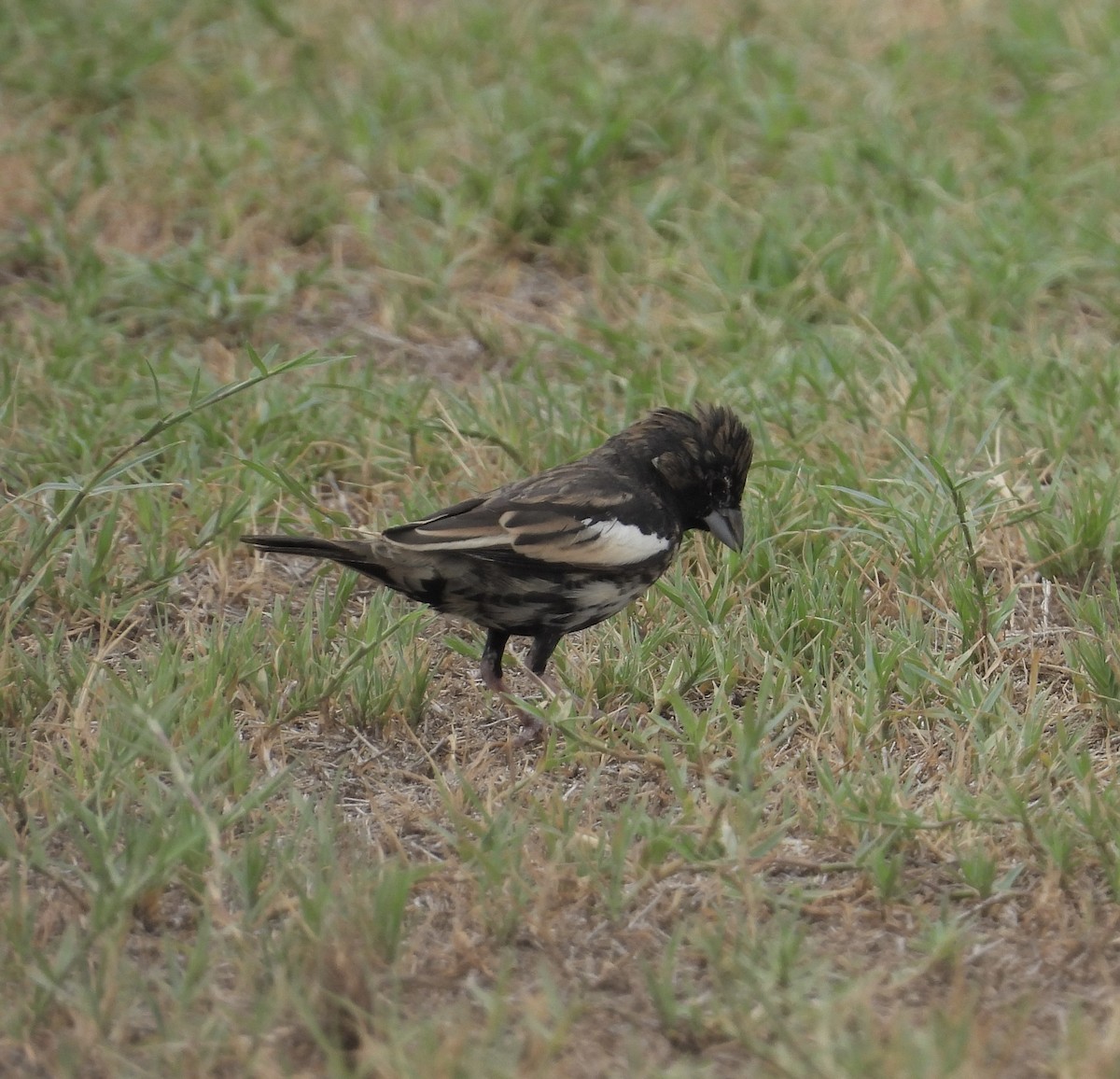 Lark Bunting - ML605307441