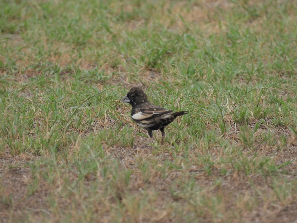 Lark Bunting - ML605307451