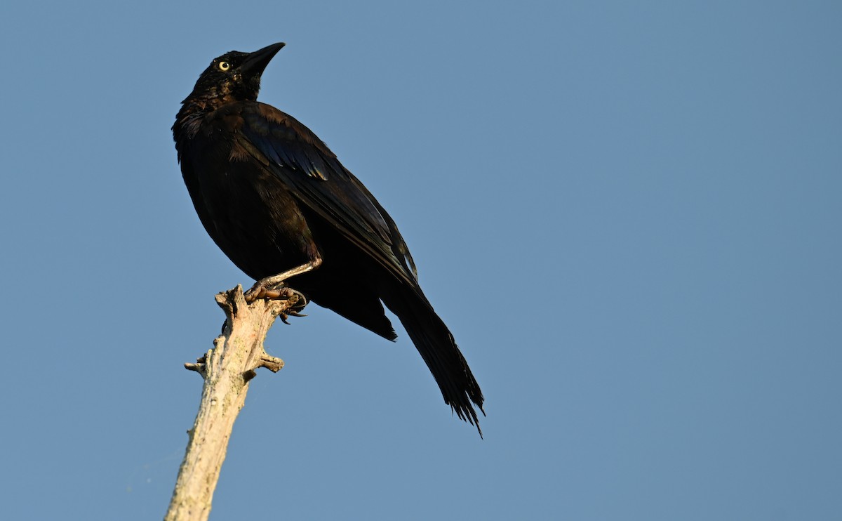 Common Grackle - Rob Bielawski