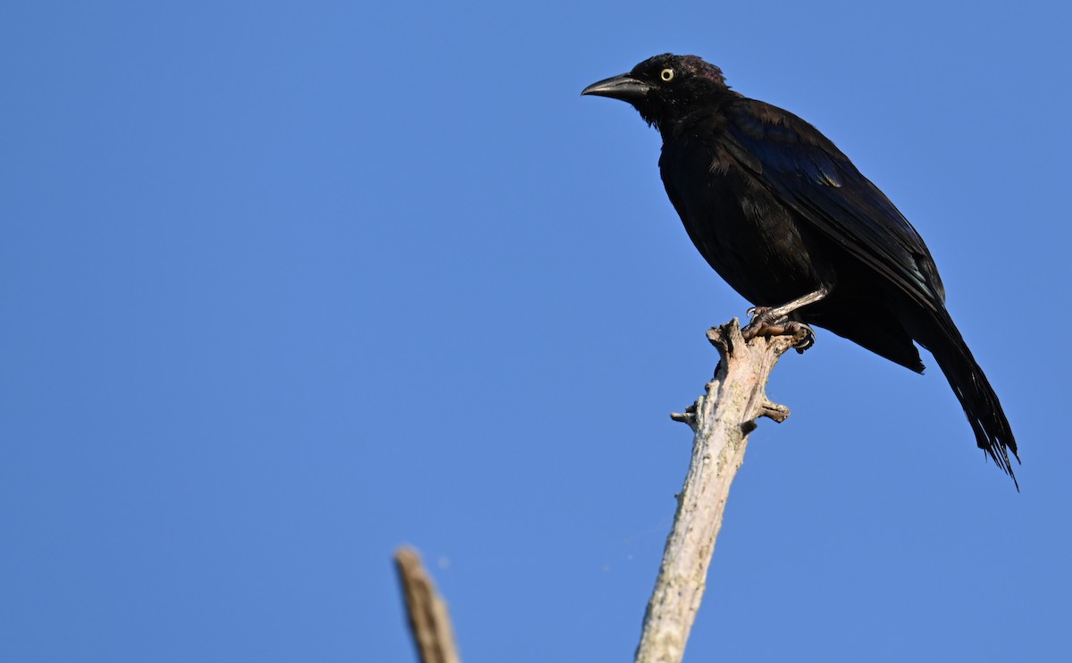 Common Grackle - Rob Bielawski