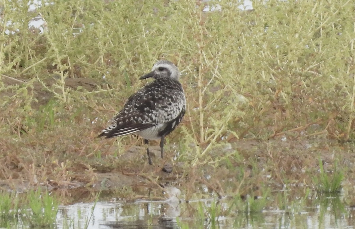 Black-bellied Plover - ML605308081