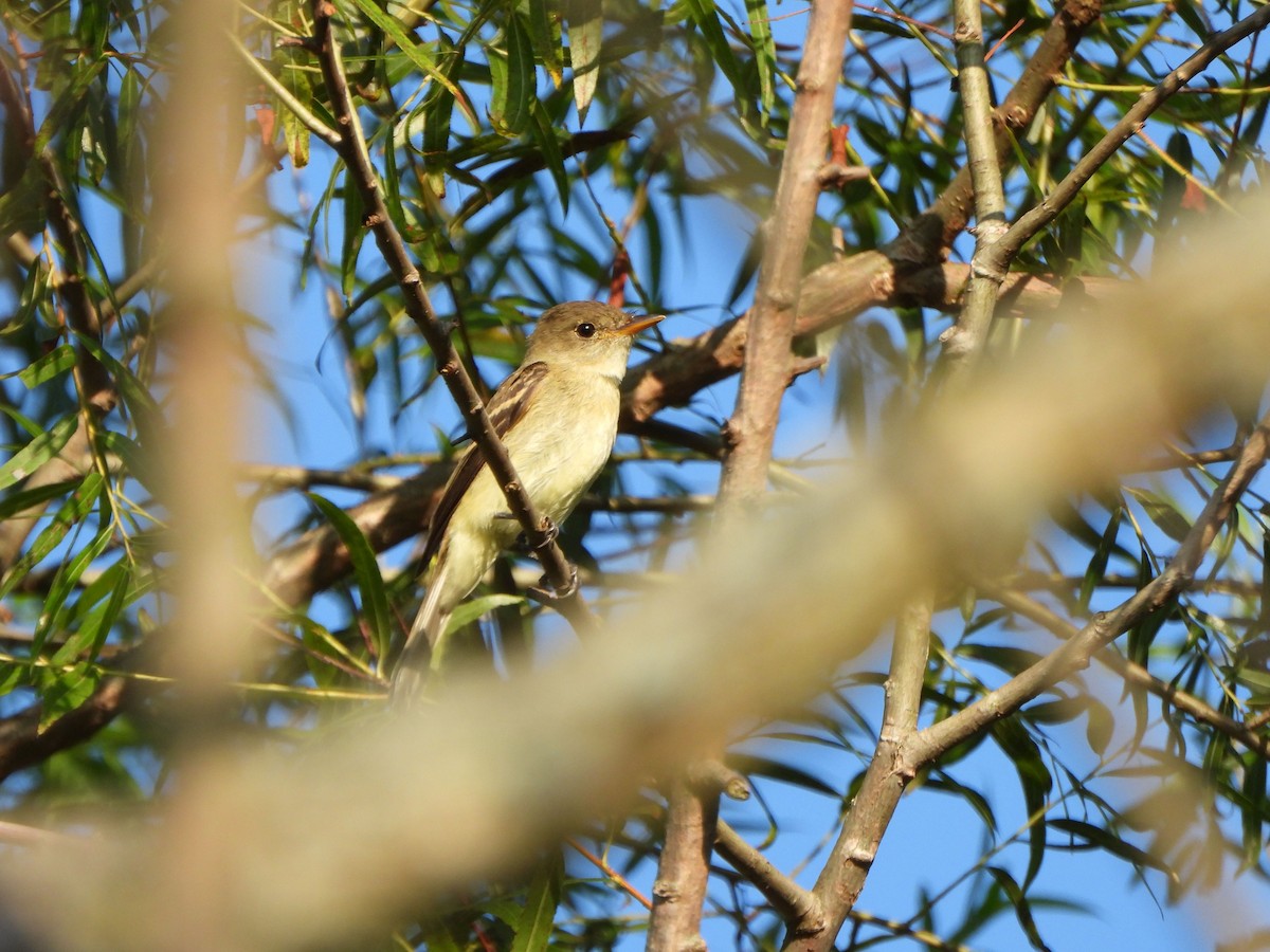 Willow Flycatcher - ML605308501