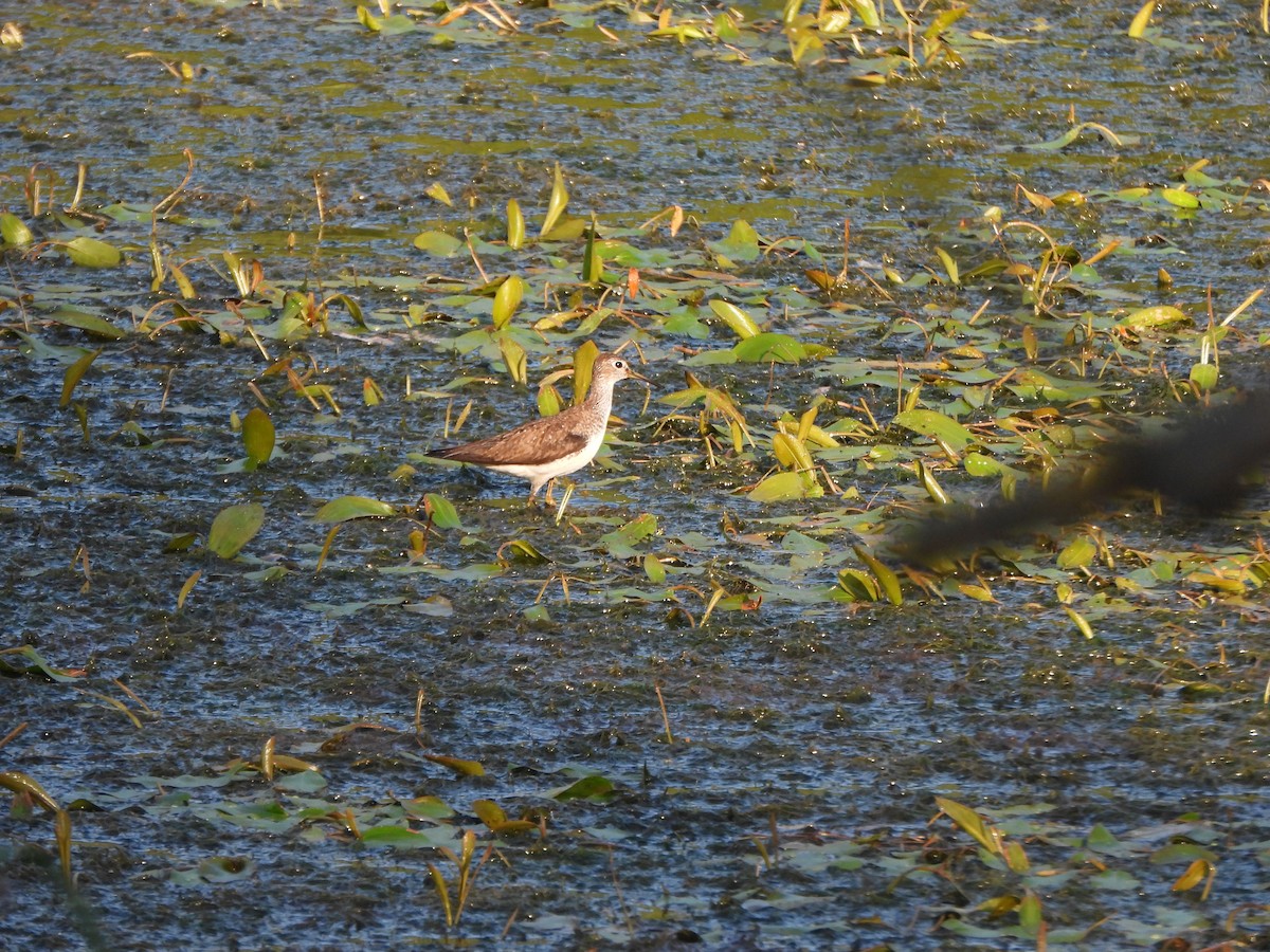 Solitary Sandpiper - ML605309291