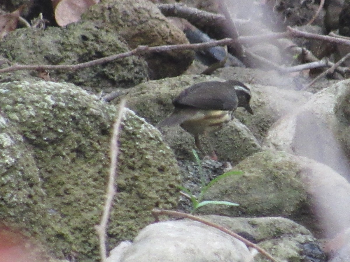 Louisiana Waterthrush - ML605309711