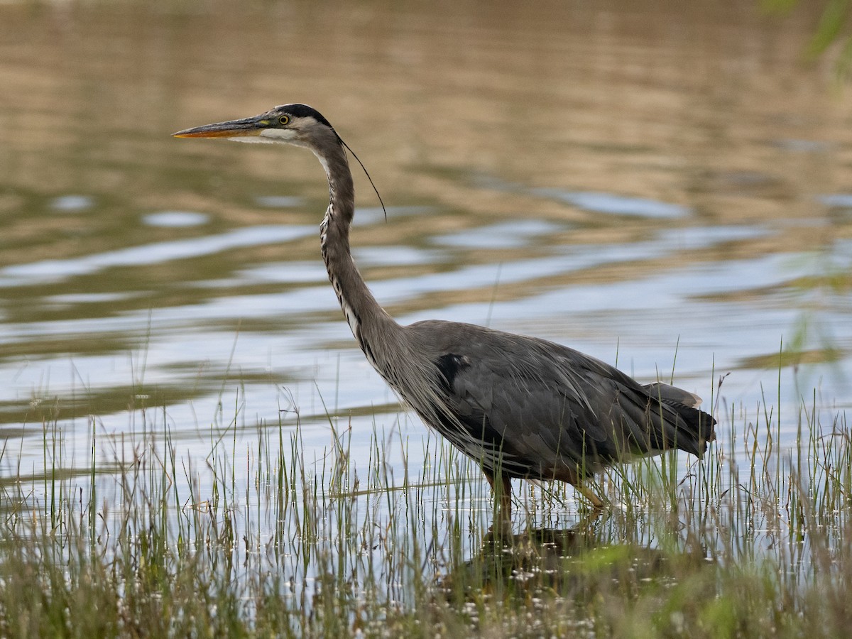 Great Blue Heron - ML605309761